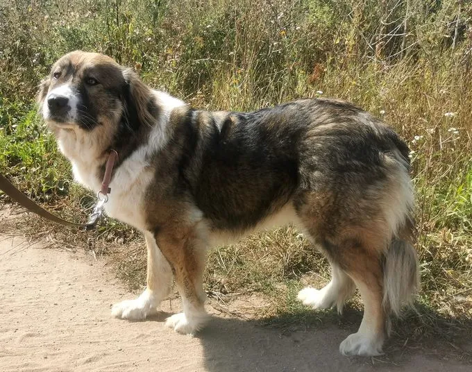 Melinda - Kaukasischer HSH zur Adoption