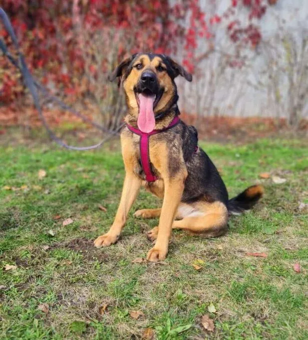 Hund aus Tierheim, Vicky | Schäferhund Mix Weiblich