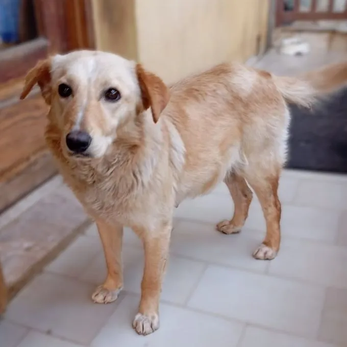 Felice - mischling zur Adoption