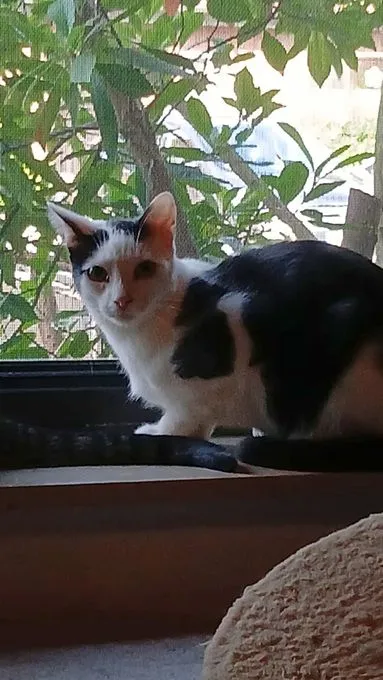 Bobo - Europäisch Kurzhaar zur Adoption