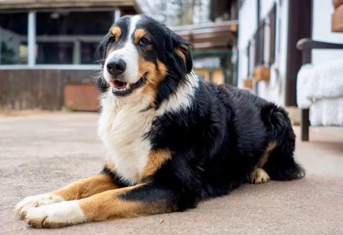 Dog from shelter, Willi | Schwarz Braun Weiß Mischling Male
