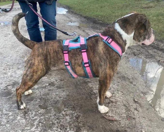 Dog from shelter, Amy | Olde English Bulldog Female