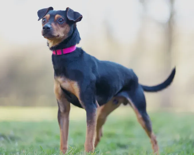 Dog from shelter, Hudson | Schwarz Braun Deutscher Pinscher Male
