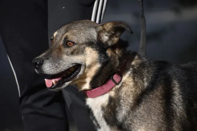 Hund aus Tierheim, Nikolas | Braun Beige Mischling Männlich