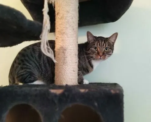 Katze aus Tierheim, Bismillah | Männlich