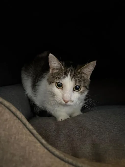Cindy - EKH zur Adoption