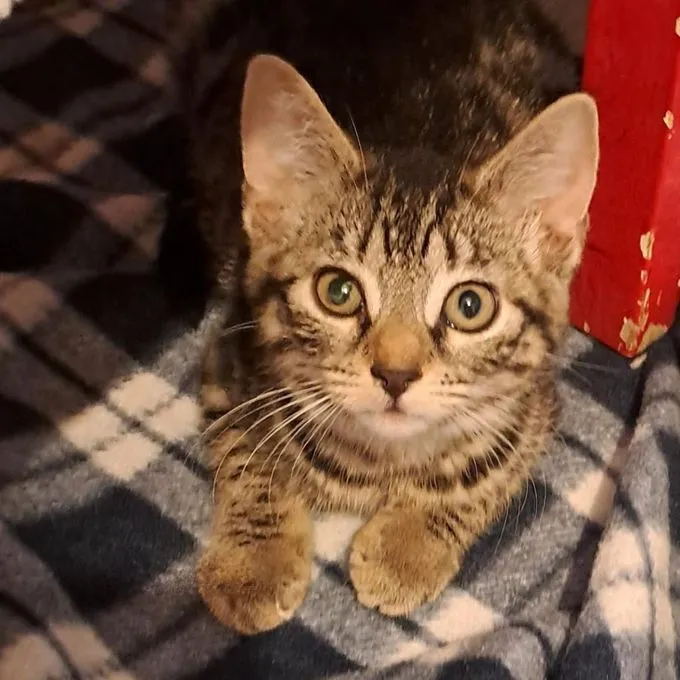 Cat from shelter, Mia Minka | Getigert Europäisch Kurzhaar Female
