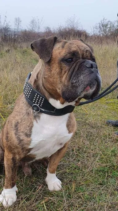 Hund aus Tierheim, Viet | Englischer Bulldoggen Mix Männlich