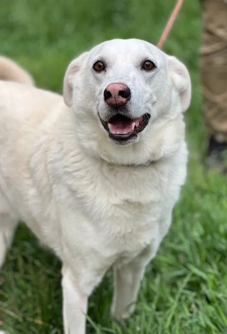 Mika - Mischling zur Adoption