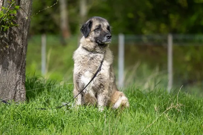 Dog from shelter, Bumi | Beige Schwarz Kangal Mix Male