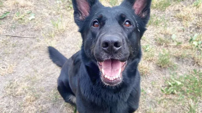Dotty - Schäferhund zur Adoption