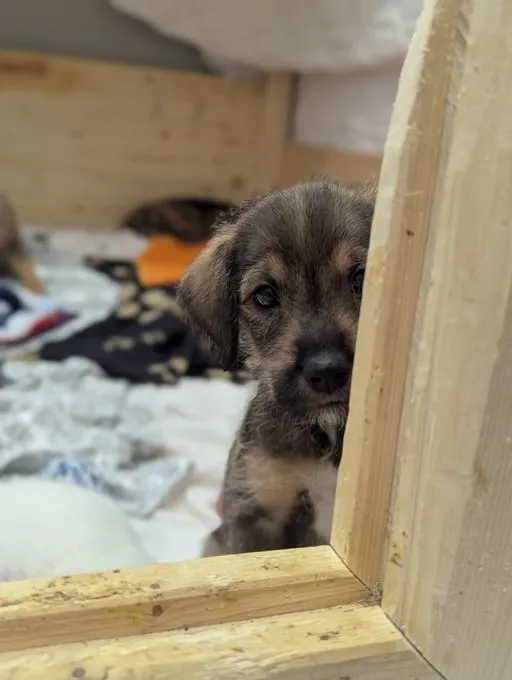 Dog from shelter, Liv | Braun Mischling Female