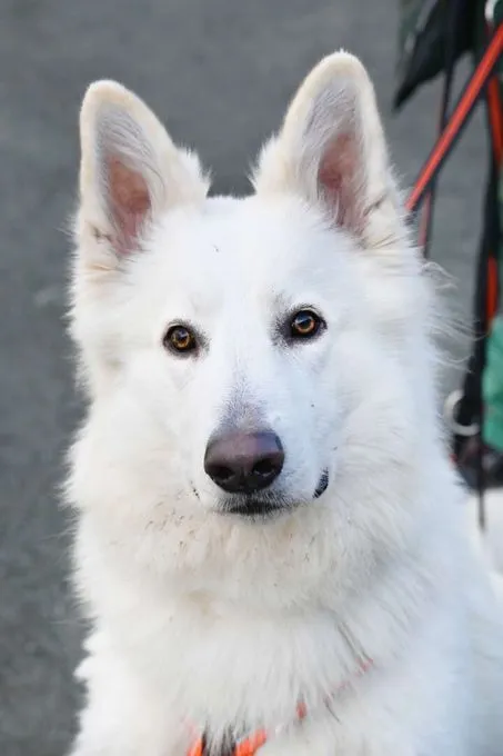 Dog from shelter, Sirius | Berger Blanc Suisse Male