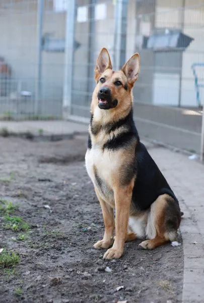 Dog from shelter, Claire | Schäferhund Mix Female