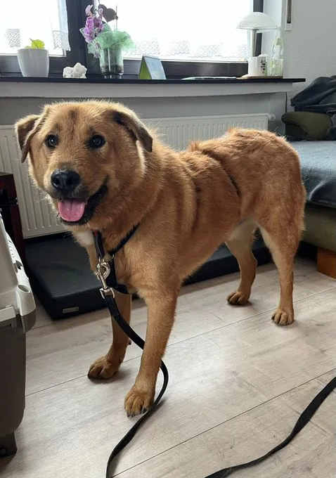 Ivu - mischling zur Adoption