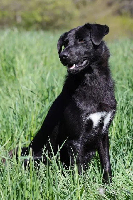 Dog from shelter, Benny | Schwarz Mischling Male