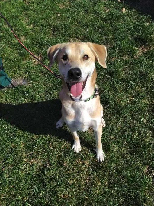 Dog from shelter, Benny | Labrador Mix Male