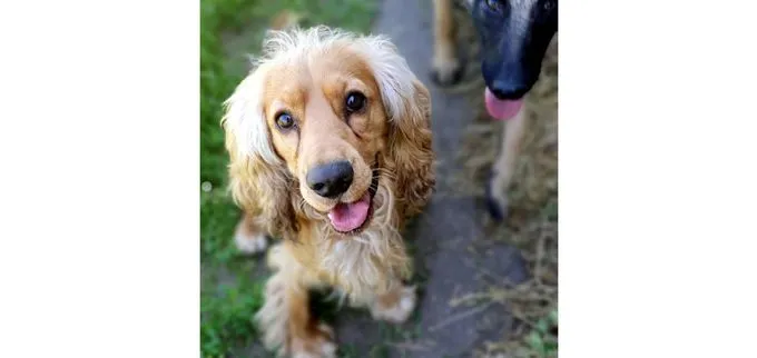 Dog from shelter, Buddy | Cocker Spaniel Male