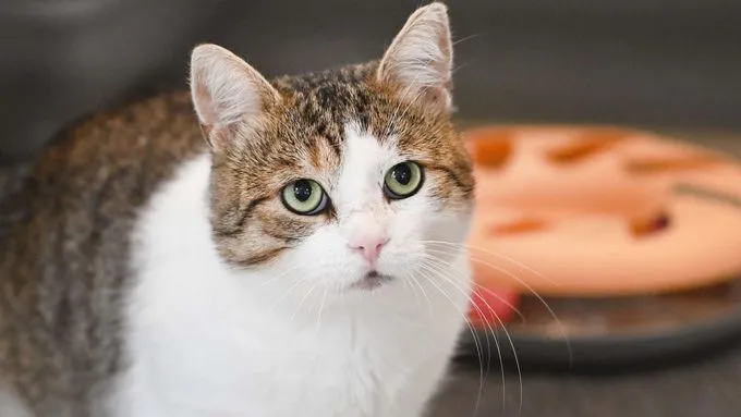 Bilbo - ekh zur Adoption