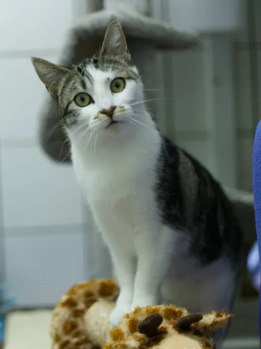 Cat from shelter, Pippilotta | Weiß Grau Getigert Ehk Female
