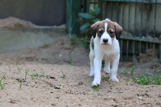 Dog from shelter, Una | Weiß Braun Mischling Female