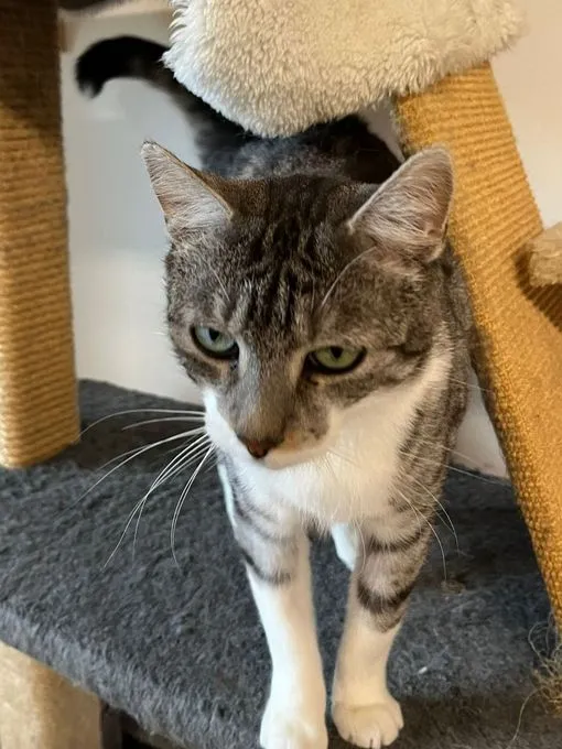 Katze aus Tierheim, Ela Mau M | Europäisch Kurzhaar Weiblich