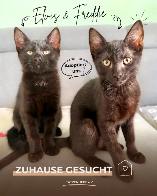 Elvis & Freddie - ekh zur Adoption