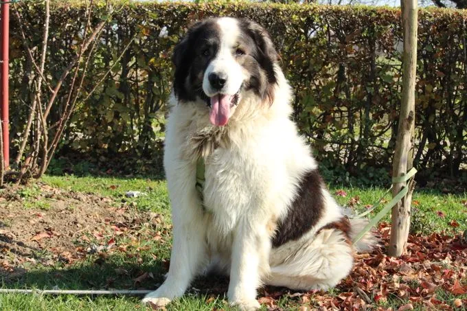Bruno - herdenschutzhund zur Adoption