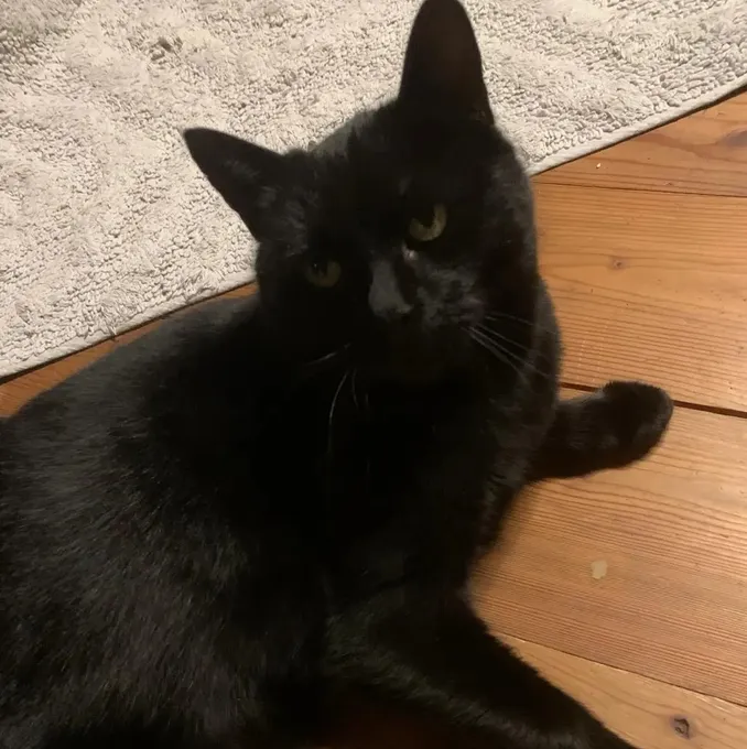 Peppa - Europäisch Kurzhaar zur Adoption