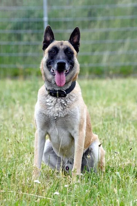 Hund aus Tierheim, Rusty | Malinois Männlich