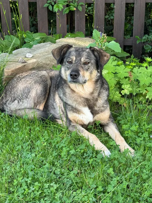 Koda - mischling zur Adoption