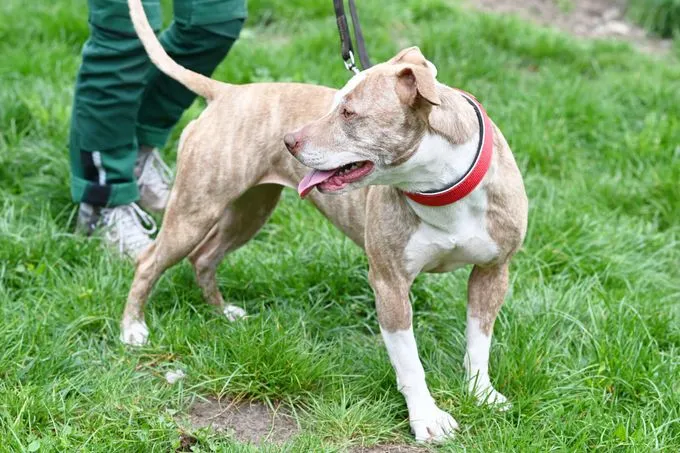Hund aus Tierheim, Nora | Staffordshire Mix Weiblich