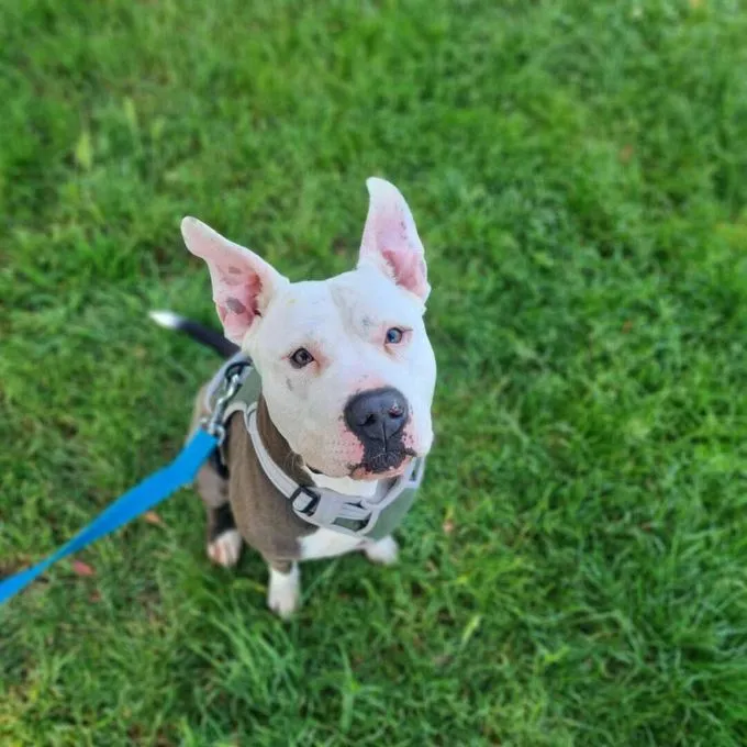 Dog from shelter, Milko | Staffordshire Mix Male