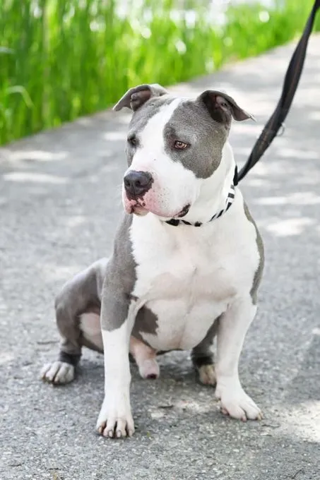 Dog from shelter, Shawn | Staffordshire Mix Female