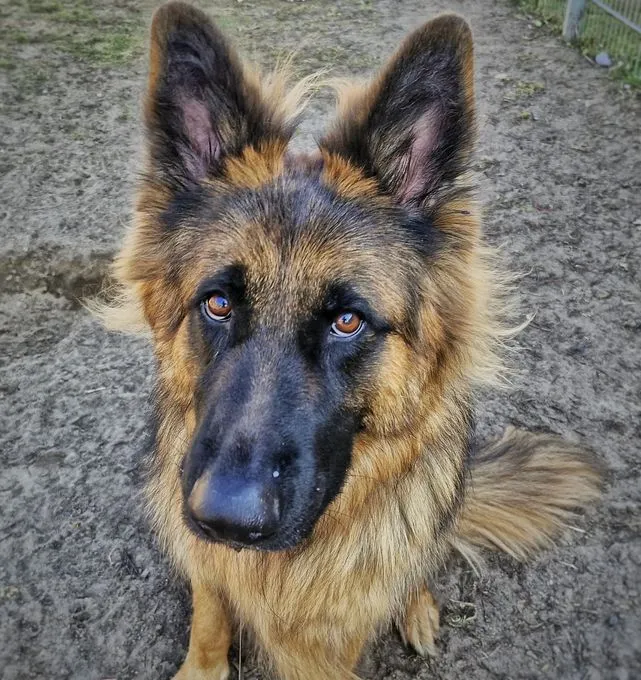 Dog from shelter, Beki | Schwarz Weiß Schäferhund Male