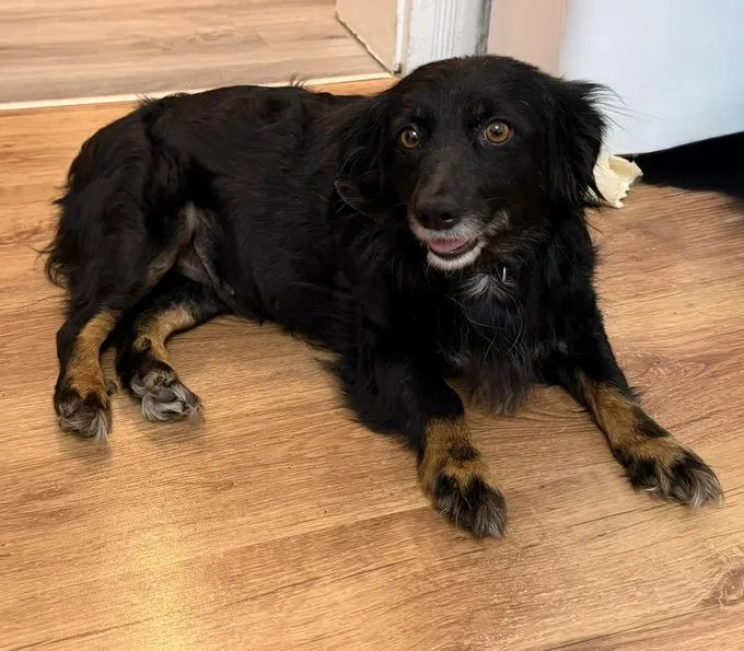 Lotta - Mix zur Adoption