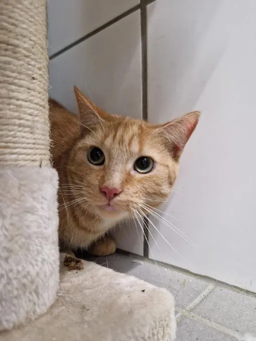 Cat from shelter, Bonnie | Rot Ekh Female