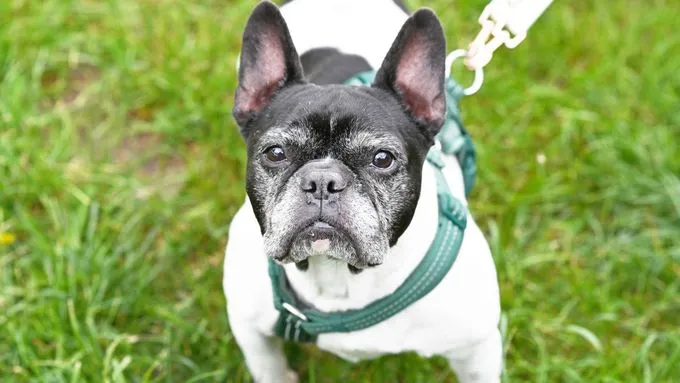 Dog from shelter, Georgie | Französische Bulldogge Female