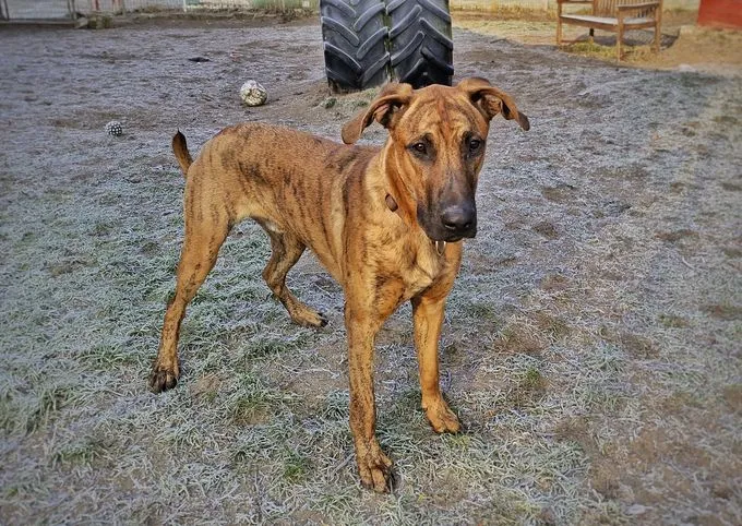 Dog from shelter, Brownie | Gestromt Mix Male
