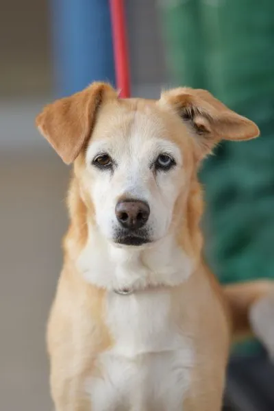 Hund aus Tierheim, Lilly Luna | Terrier Mix Amp Beagle Weiblich