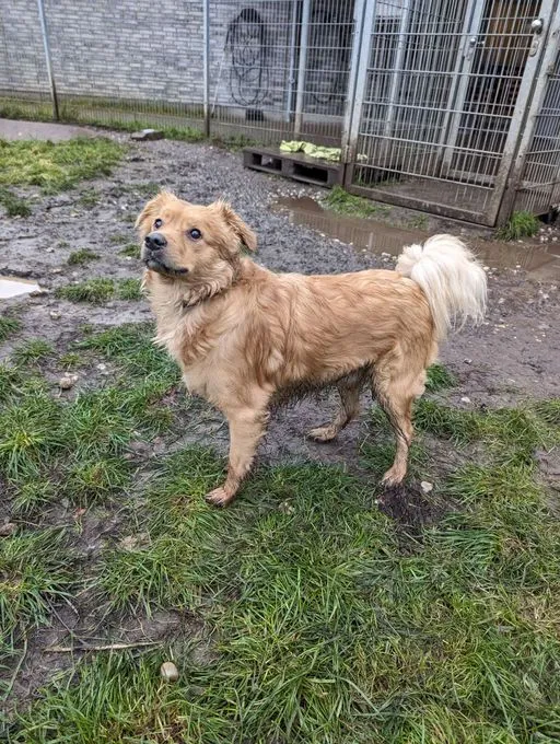 Dog from shelter, Darius | Kokoni Mix Male