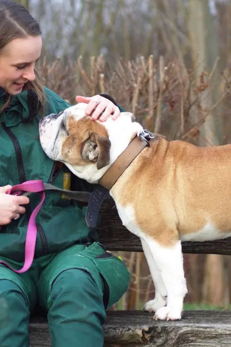 Hund aus Tierheim, Jeff | Englische Bulldogge Männlich