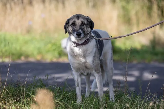 Paletti - Mischling zur Adoption