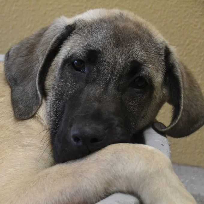 Azra - kangal-mix zur Adoption