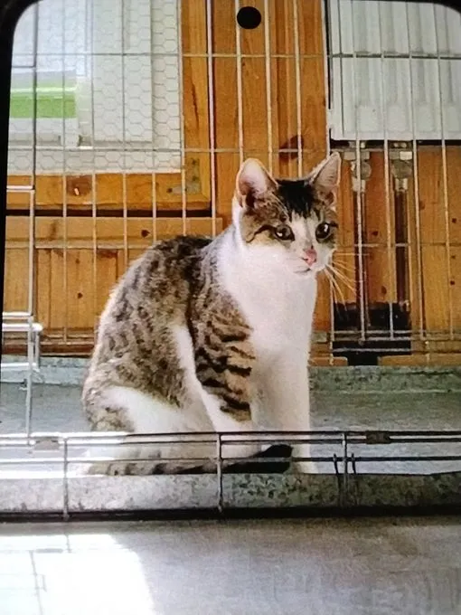 Katze aus Tierheim, Houdini | Weiß Getigert Europäische Hauskatze Männlich