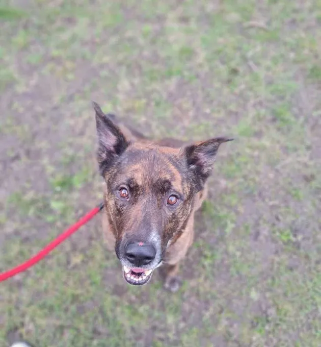 Dog from shelter, Zeus | Hollandse Herdeshond Male