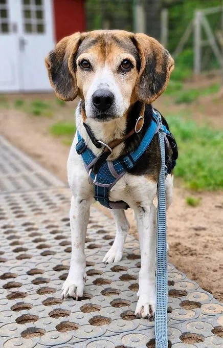 Ares - beagle-mix zur Adoption