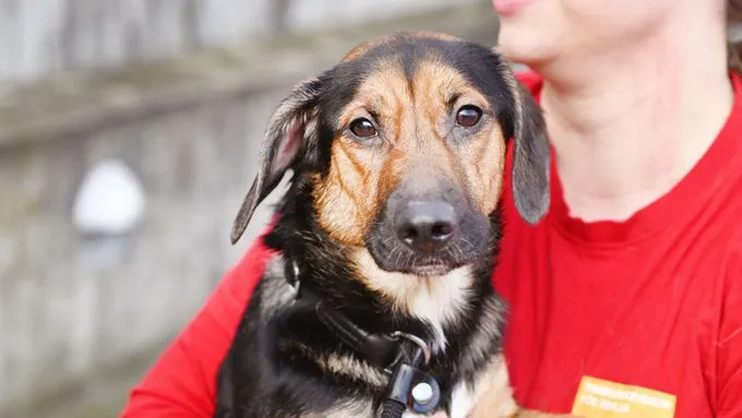 Dog from shelter, Dackel Mischlinge | Dackel Mischlinge