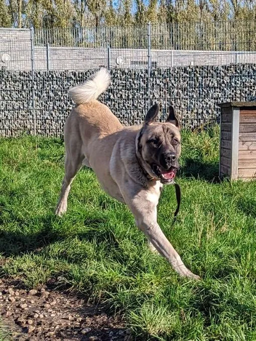 Dog from shelter, Bo | Kangal Male