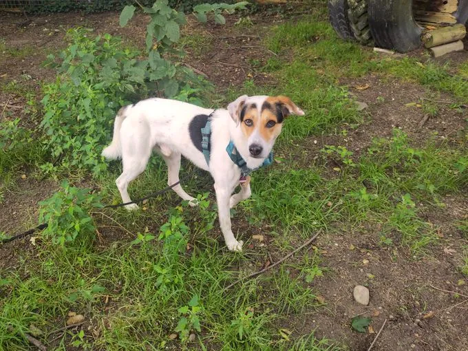 Hund aus Tierheim, Henry | Tricolor Mischling Männlich